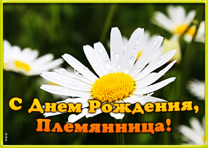 возможности открытки с днем рождения племяшке красивые мерцающие отмечает